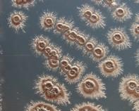streptomyces streptomyces